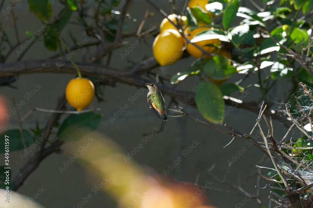 Hummingbird sitting on Lemon branch.  Looking Left. Green and Reddish Brown bird