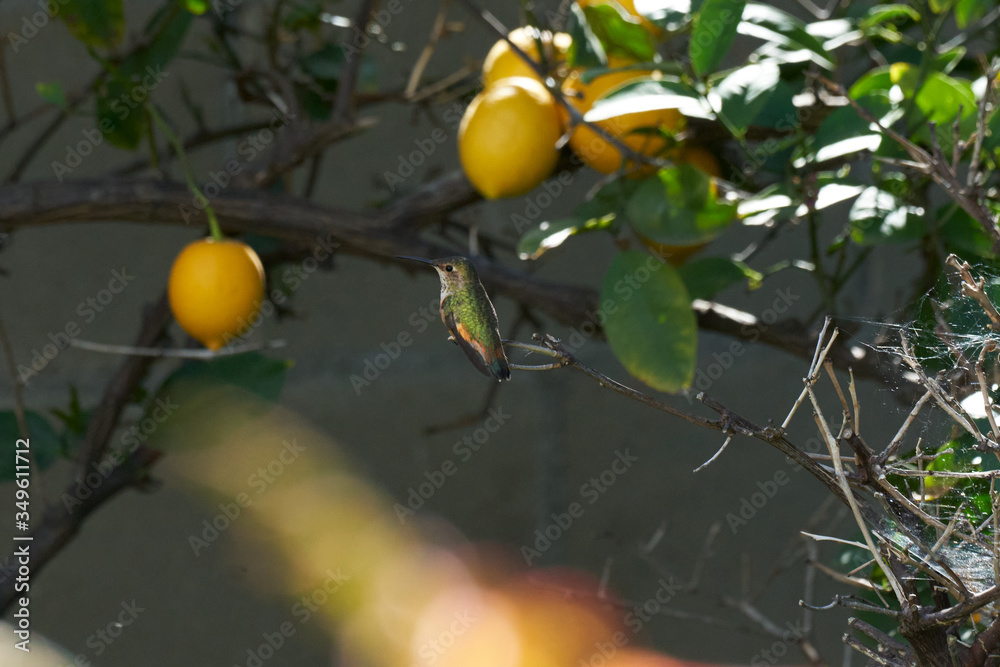 Hummingbird sitting on Lemon Tree branch Side view. Hummingbird sitting on Lemon Tree branch Side view.