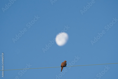 Pigeon Morning dove on wire resting with Moon in the Background. Morning
