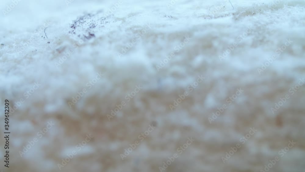 Macro shot of dried and treated psilocybin mushrooms. Close-up changing focus on hallucinogenic magic shrooms. Alternative medicine. Narcotic. Macro shot of dried and treated psilocybin mushrooms. Close-up changing focus on hallucinogenic magic shrooms. Alternative medicine. Narcotic.