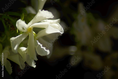 ittle Jasmine white flowers Jasminum officinale