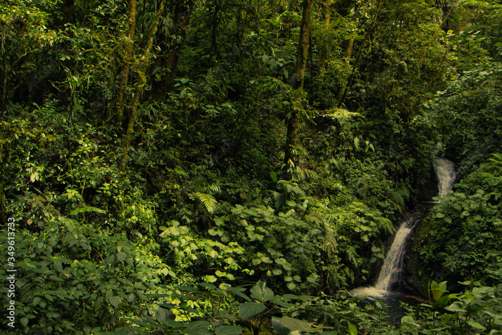 2 cascadas en la selva de costa rica, en medio de arboles y plantas de color verde. 2 cascadas en la selva de costa rica, en medio de arboles y plantas de color verde.
