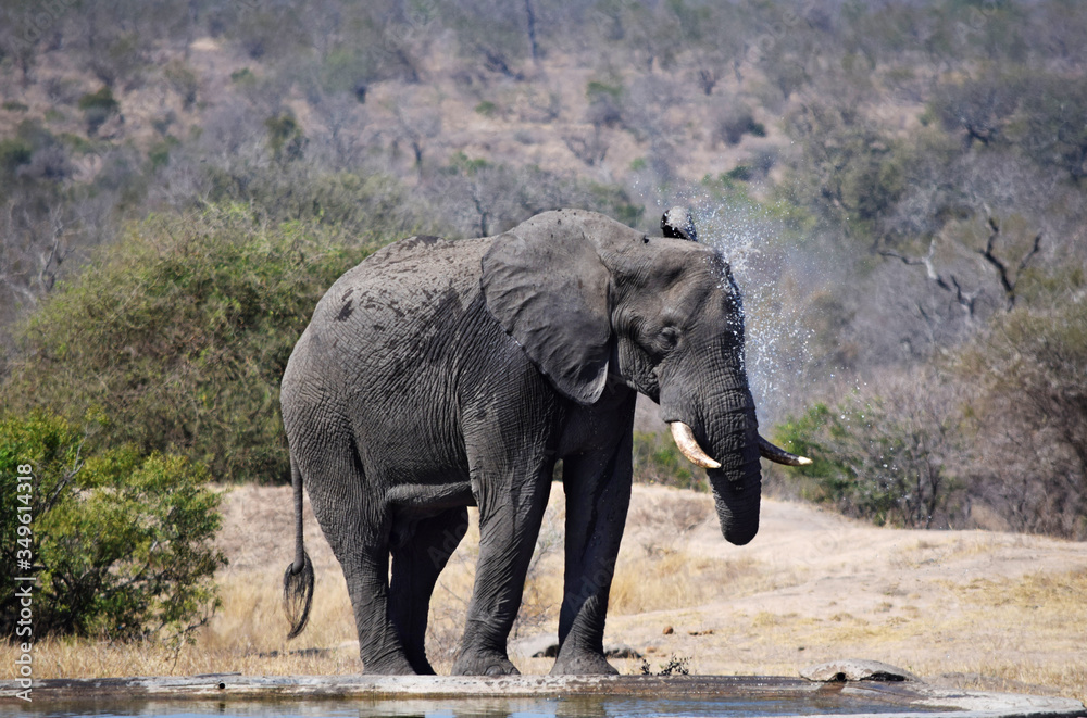 Fototapeta premium Elephant Spray