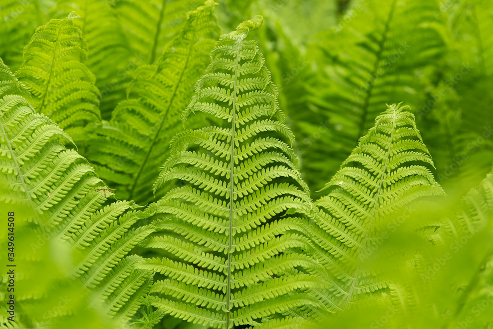 young green fern in the forest young green fern in the forest