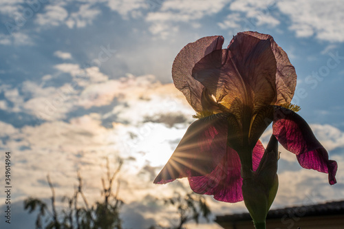 Verso il tramonto (in controluce uno spadone/iris) photo