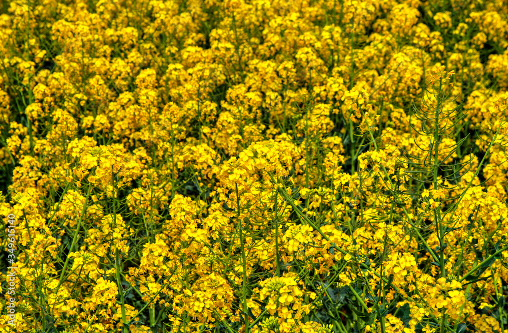Beautiful background of fresh spring flowers close up view Beautiful background of fresh spring flowers close up view