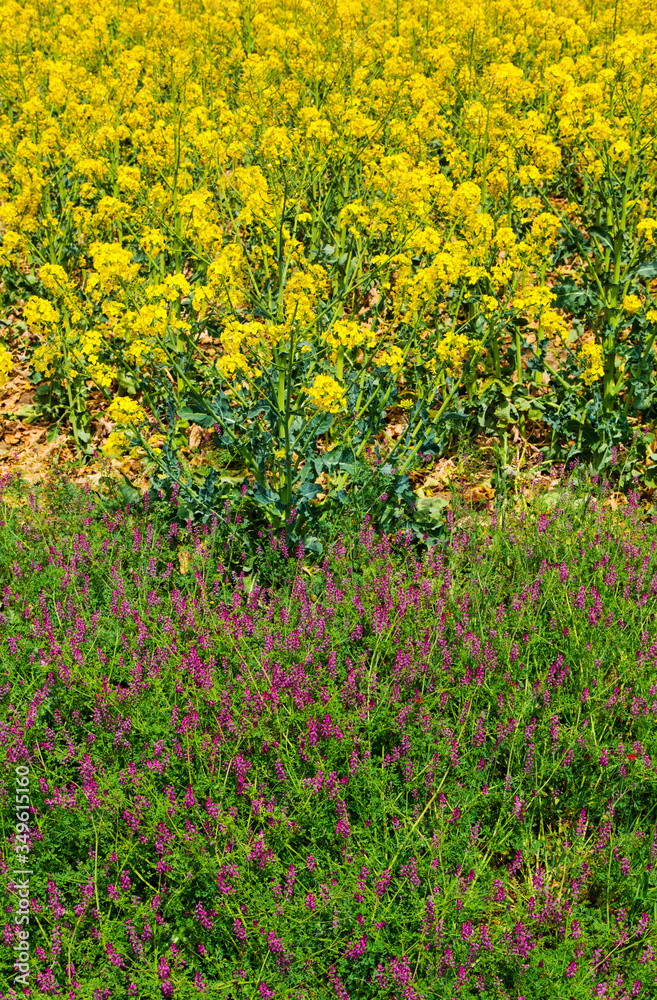 Beautiful background of fresh spring flowers close up view