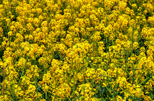 Beautiful background of fresh spring flowers close up view