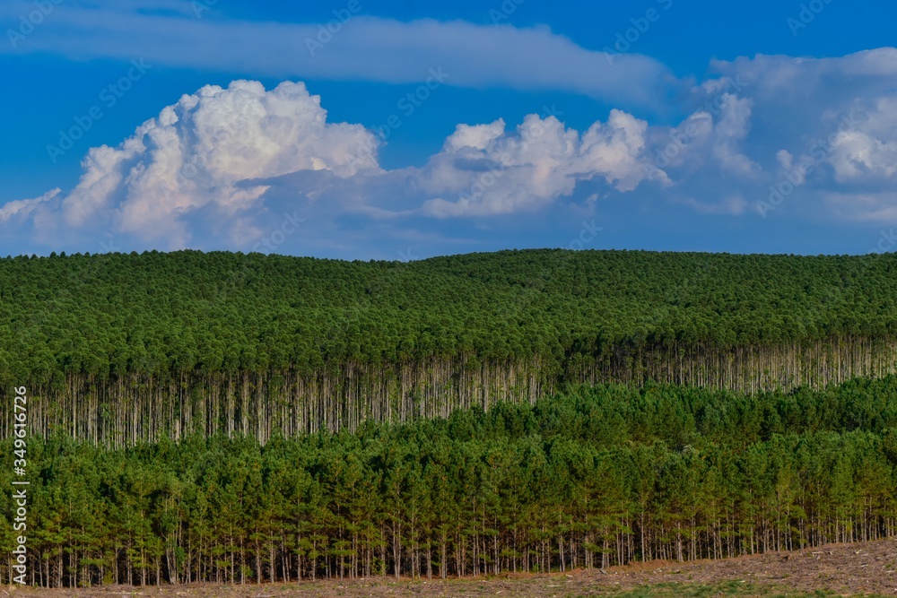 Eucalyptus Plantation Forest