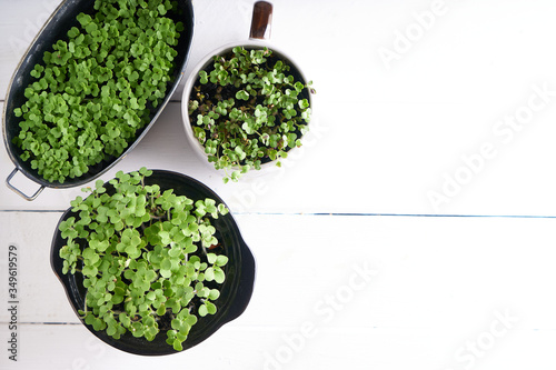 Germinated micro greens in pots on a stem background