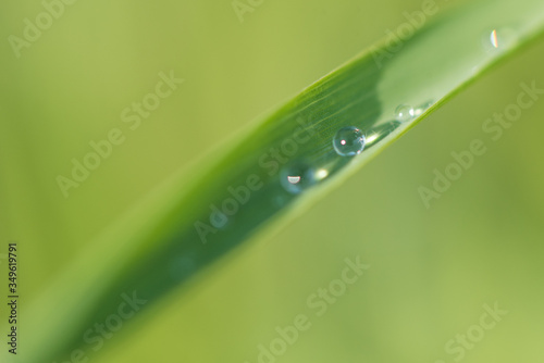 Isolated raindrops on a leaf after heavy rain