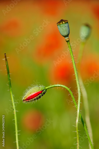 bright red poppy flowers in summer. Bees collect nectar photo