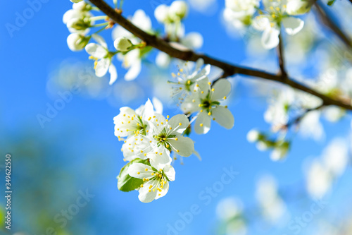 cherry blossom branch against the blue sky © Chabanenko Maksim