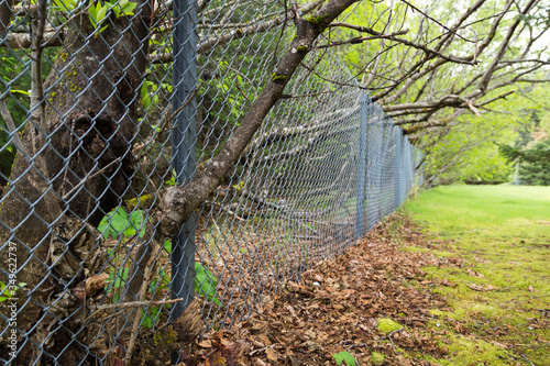 Tree branch growing through a chain-link fence