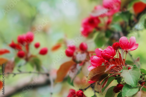 Blooming red Apple tree large flowers.Selective focus.