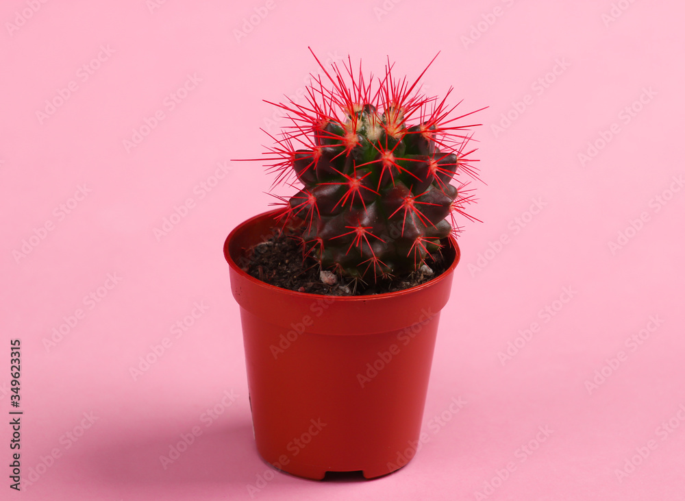 Cactus in a pot on pink background. Studio shot. Minimalism