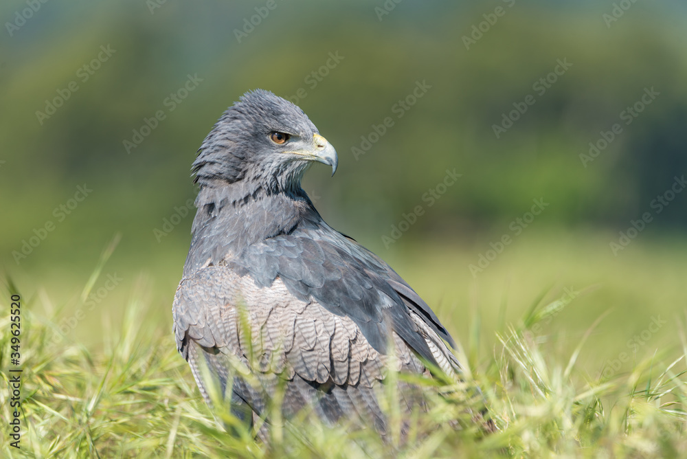 Águila escudada (Geranoaetus melanoleucus) Águila escudada (Geranoaetus melanoleucus)