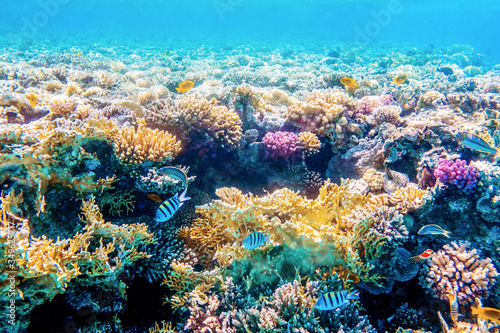 Beautifiul underwater world with tropical fish and coral reefs
