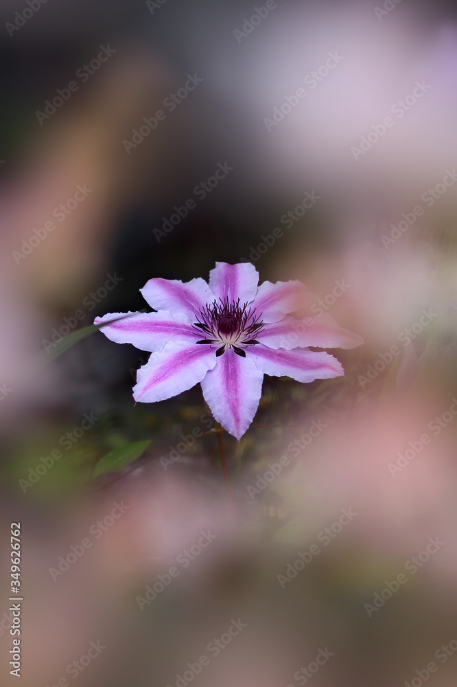 Fototapeta premium Clematis flowers