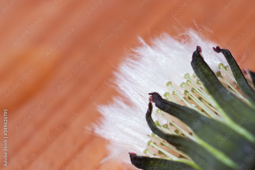 Close-up of a white dandelion on a wooden background. Background for your projects, free space for text. Close-up of a white dandelion on a wooden background. Background for your projects, free space for text.