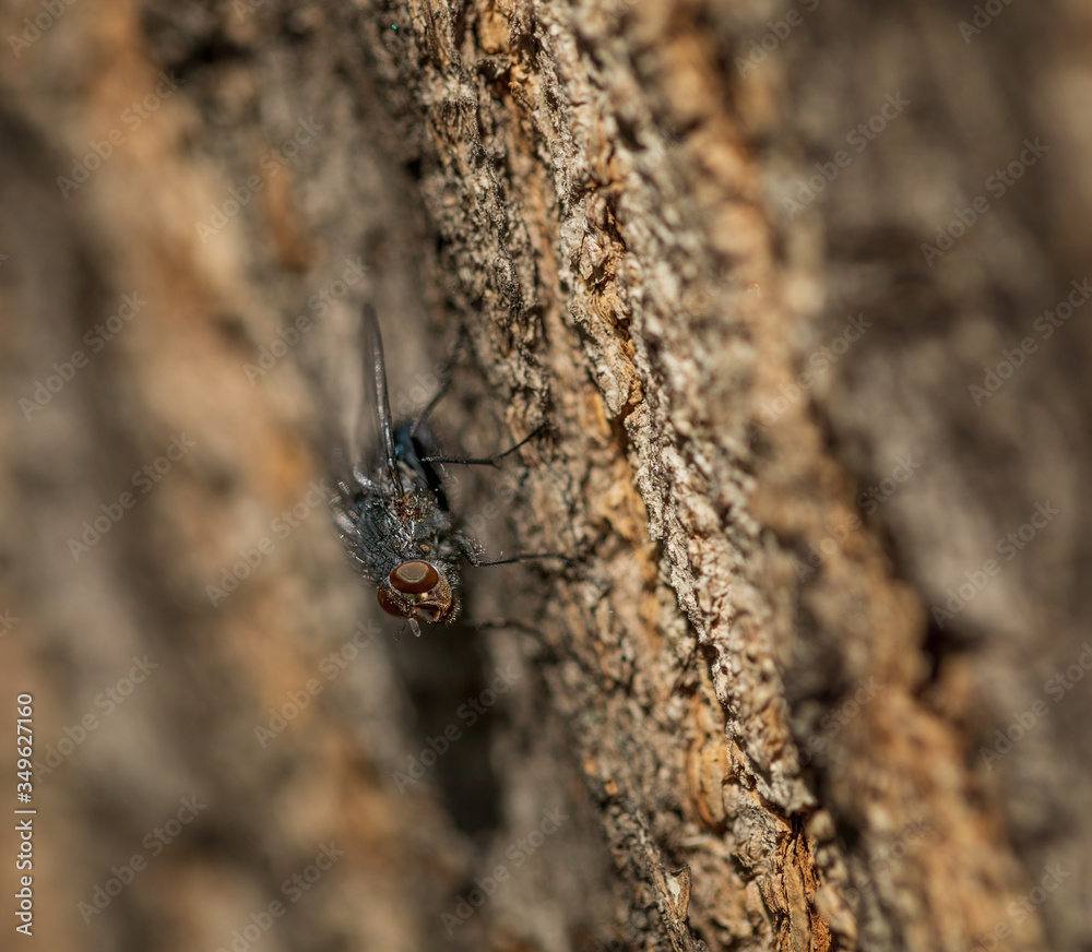 A fly sits on a tree bark. Insect, macro. Selective focus. A fly sits on a tree bark. Insect, macro. Selective focus.