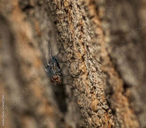 A fly sits on a tree bark. Insect, macro. Selective focus.