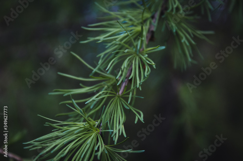 Background with beautiful green pine tree branches close up. Wallpaper 