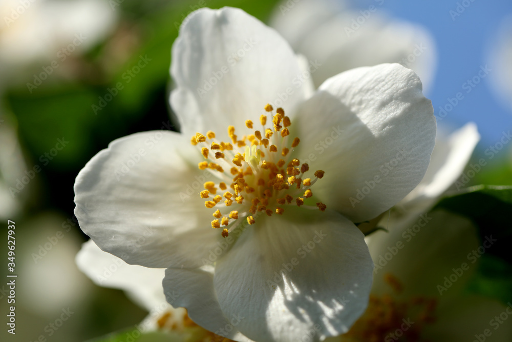 Blühender Pfeifenstrauch Philadelphus Blühender Pfeifenstrauch Philadelphus