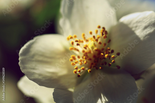 Blühender Pfeifenstrauch Philadelphus photo