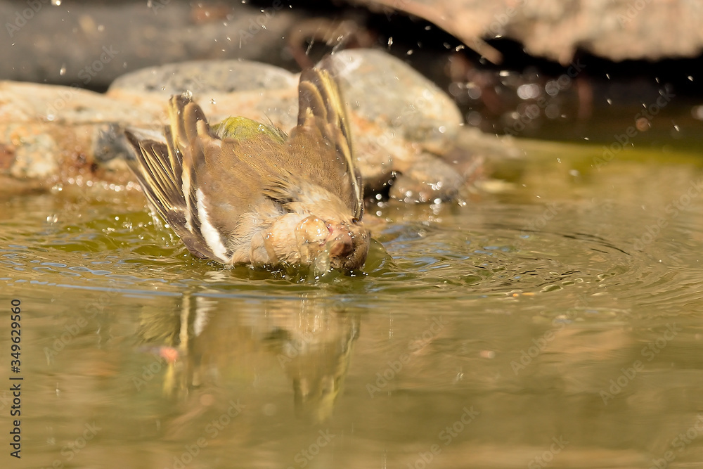 pinzón vulgar bañándose en el estanque (Fringilla coelebs) en Marbella España pinzón vulgar bañándose en el estanque (Fringilla coelebs) en Marbella España