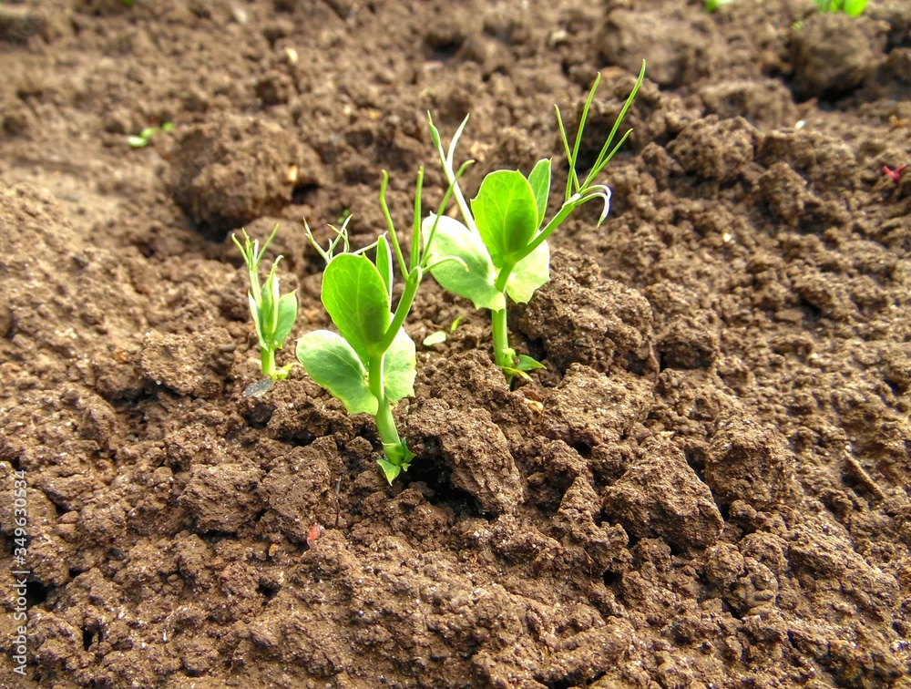 sprouting of sprouts of peas on a background of a bed sprouting of sprouts of peas on a background of a bed