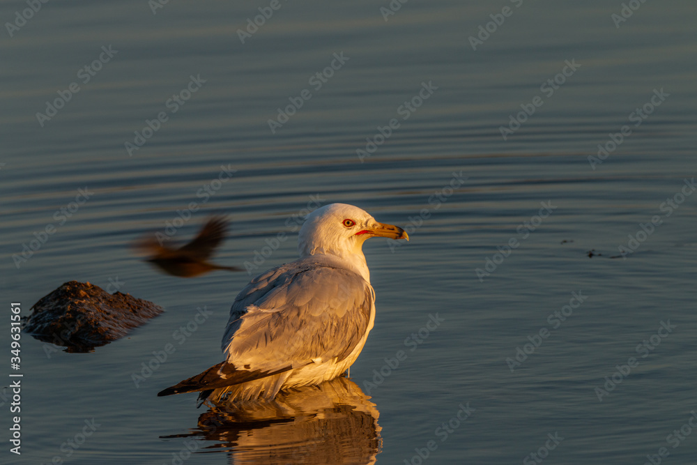 Ring-billed gull at sunset Ring-billed gull at sunset