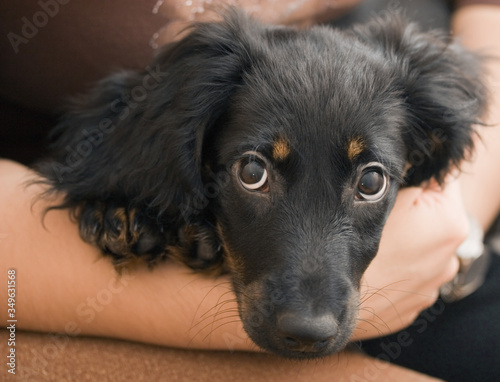 black dachshund photo