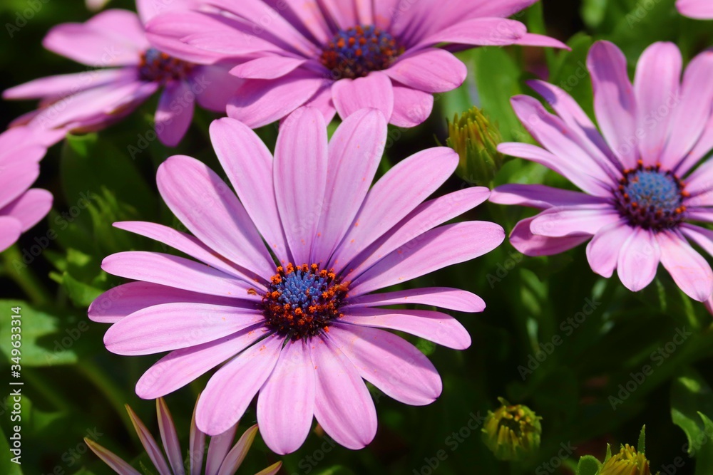 Obraz premium violette Blüten einer Bornholmargerite