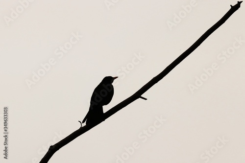 Silhouette einer Amsel auf einem Zweig © Manfred Richter