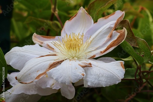 weiße Clematis beginnt zu welken