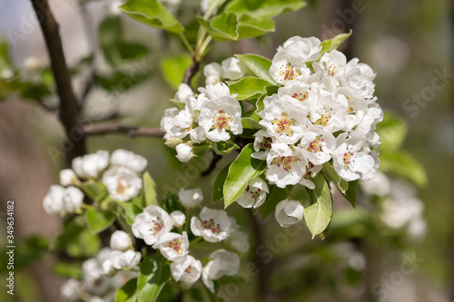 Flowering branch of pear
