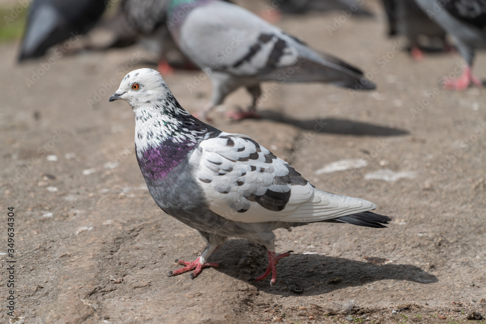 Rock pigeon Rock pigeon