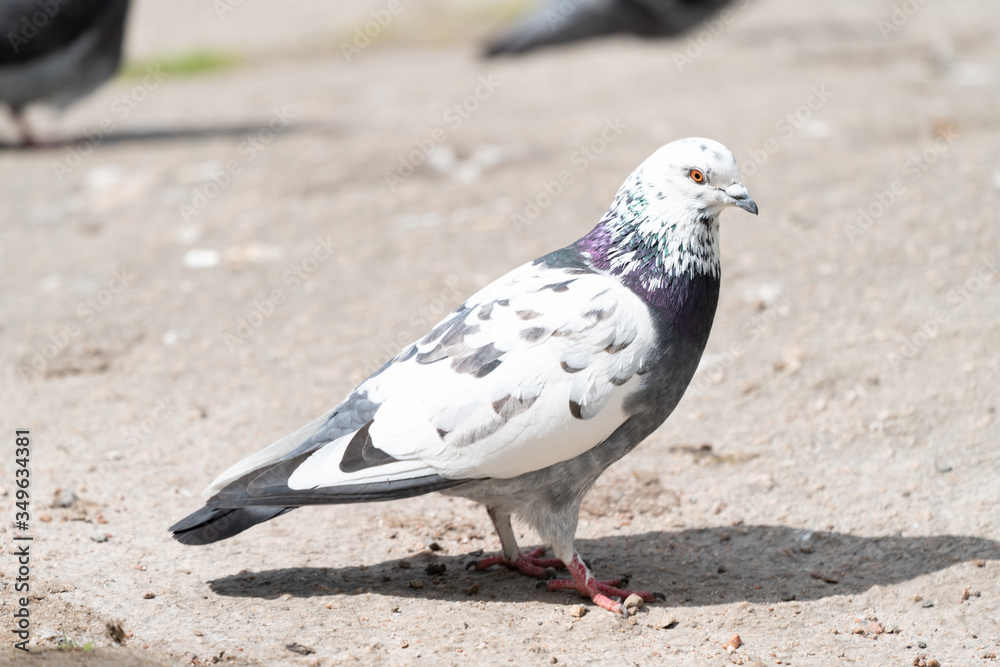 Rock pigeon