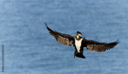 great crested grebe in mid flight