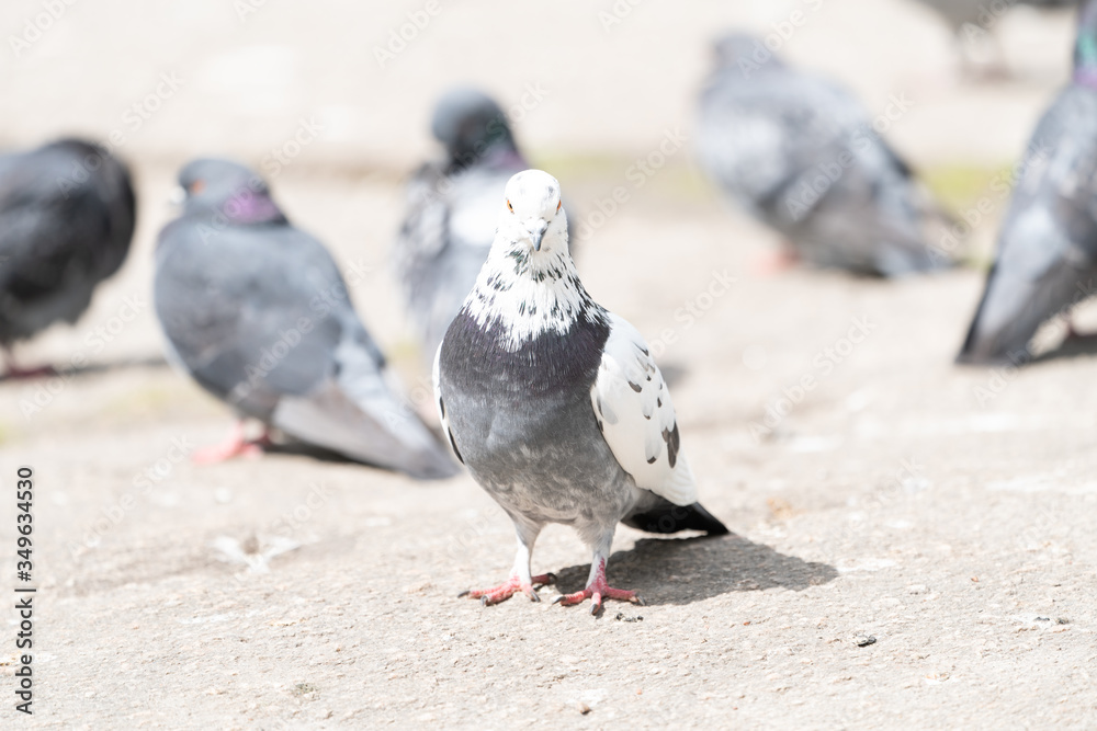 Obraz premium Rock pigeon