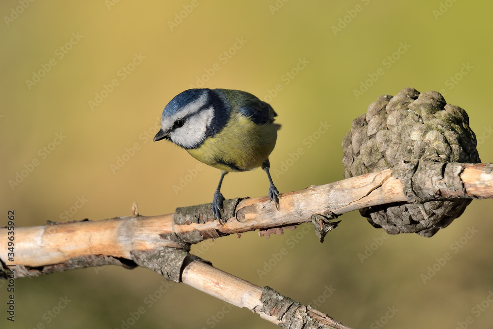 Obraz premium herrerillo común posado en una rama (Cyanistes caeruleus) Marbella Andalucía España