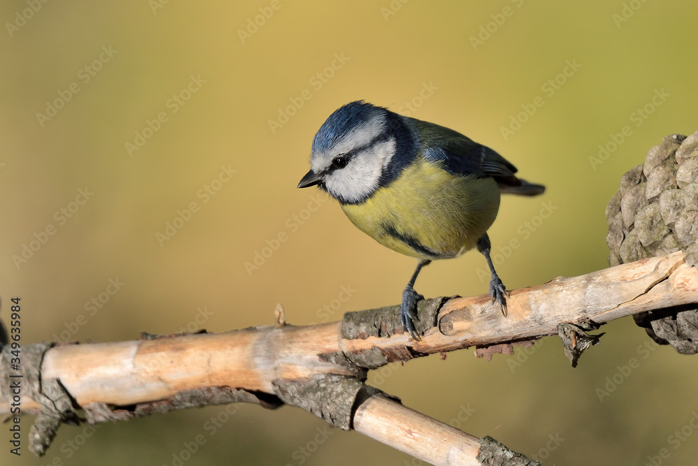 herrerillo común posado en una rama (Cyanistes caeruleus) Marbella Andalucía España herrerillo común posado en una rama (Cyanistes caeruleus) Marbella Andalucía España