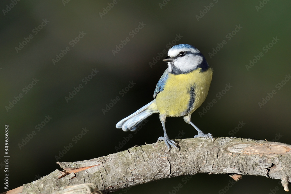 herrerillo común posado en una rama (Cyanistes caeruleus) Marbella Andalucía España