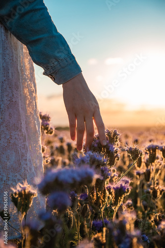 A woman's hand touches a flower in a field of purple flowers at sunset.