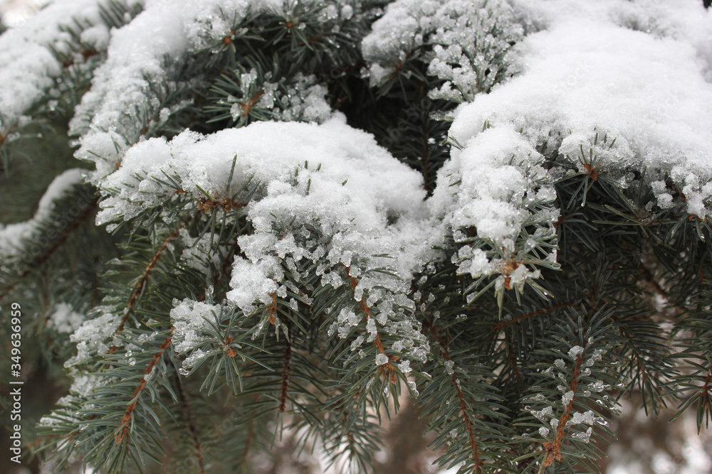 snow covered pine tree branch snow covered pine tree branch
