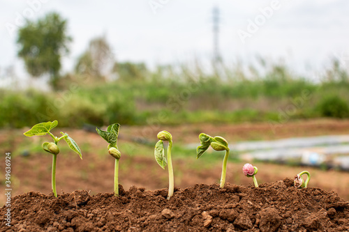 Step by step seed germination on organic farm