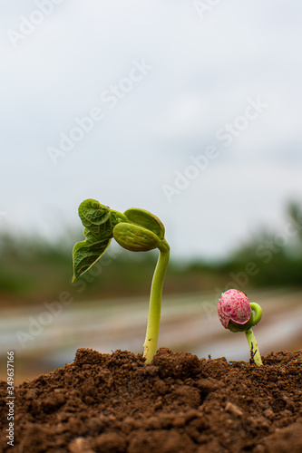 New life coming from earth, seeding vegetables