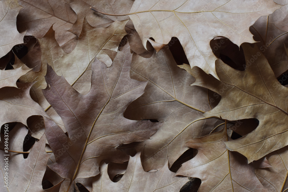 dry oak leaves. interior photo. autumn concept dry oak leaves. interior photo. autumn concept