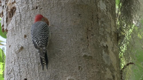 Red-bellied woodpecker carving a nest cavity hole in a tree in Orlando Florida